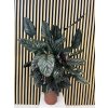 Calathea sanderiana