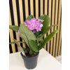 Streptocarpus růžová