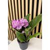 Streptocarpus růžová