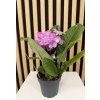Streptocarpus růžová