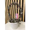 Ceropegia woodii silver glory oblouk