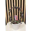 Ceropegia woodii silver glory oblouk