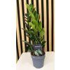 Zamioculcas Lima