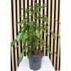 Ficus danielle
