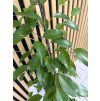 Ficus danielle