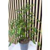 Ficus danielle