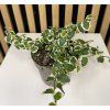 Ficus pumila variegata