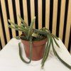 Aprocactus flagiliformis