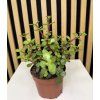 Portulacaria