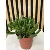 Crassula ovata