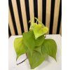 Philodendron neo