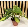 Philodendron scandens brasil