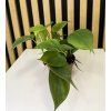 Philodendron scandens