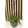 Crassula B