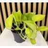 Epipremum golden