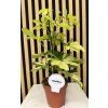Schefflera melame