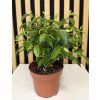 Ficus natasja
