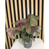 Caladium Roze