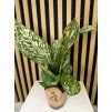 Dieffenbachia White Etna