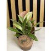 Philodendron white measure mini