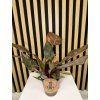 Philodendron sunspot