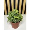 Fittonia mosaic lemon