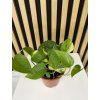 Epipremum aureum
