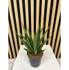 Sanseveria Cylindrika