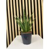 Sanseveria Cylindrika