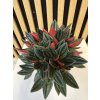 Peperomia caperata rosso