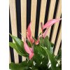 Anthurium lilli