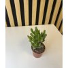 Crassula horn tree