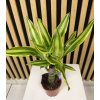 Dracena gold coast
