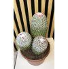 Mammilaria