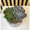 Suculent dekorace šedá