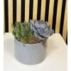Suculent dekorace šedá