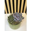 Suculent dekorace zelená