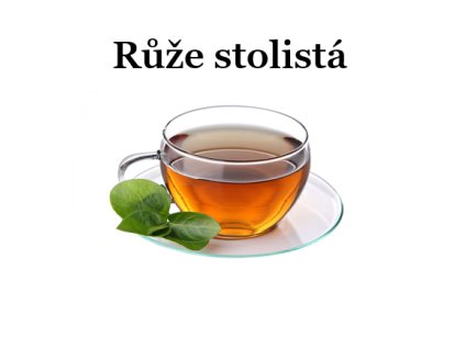 Růže stolistá