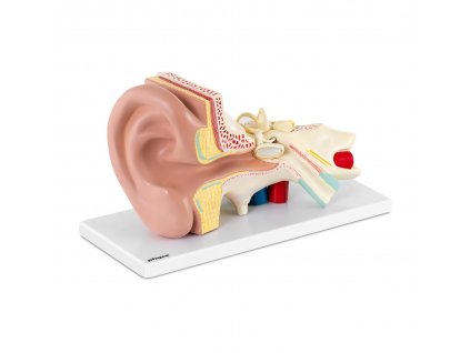 Model ucha - rozložitelný na 4 částí - trojnásobně zvětšený