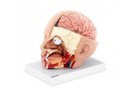 Anatomický model lebky - rozložitelný na 4 částí - originální velikost