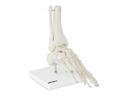 Model kostry chodidla a kotníku