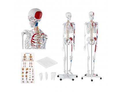 Model kostry člověka v životní velikosti - 180 cm - s barevným značením