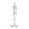 Model kostry člověka v životní velikosti - 176 cm