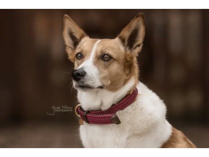 Obojek KENTUCKY Plaited Nylon 42517 (barva bordó, velikost M)