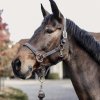 Ohlávka Kentucky Plaited halter 42516 (barva grey, velikost full)