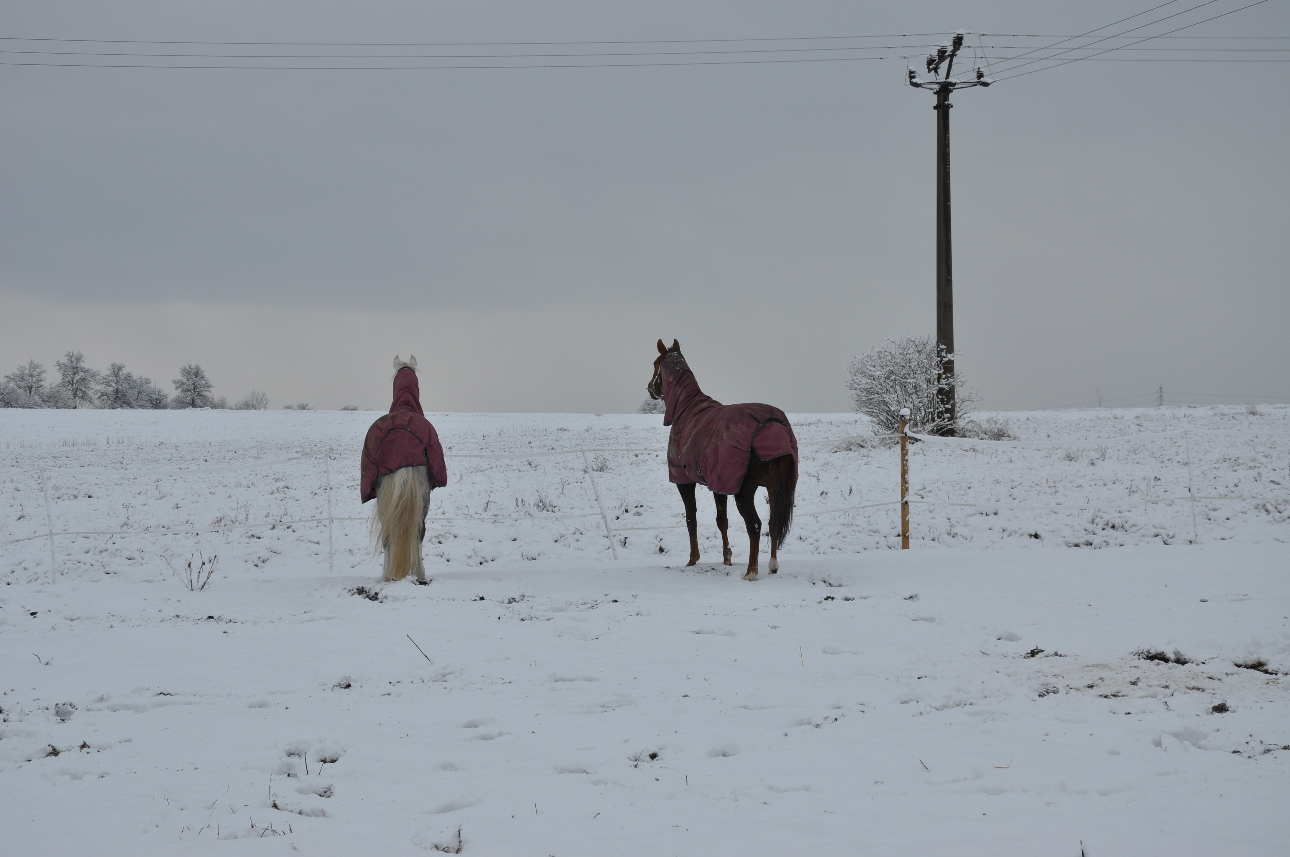 DSC_0824