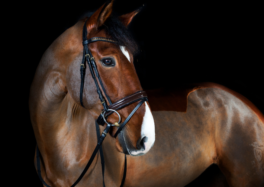 Jak vybrat udidlo pro koně