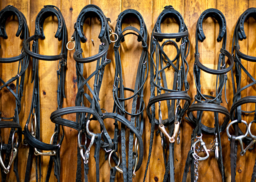 Uzdečka a její správný výběr
