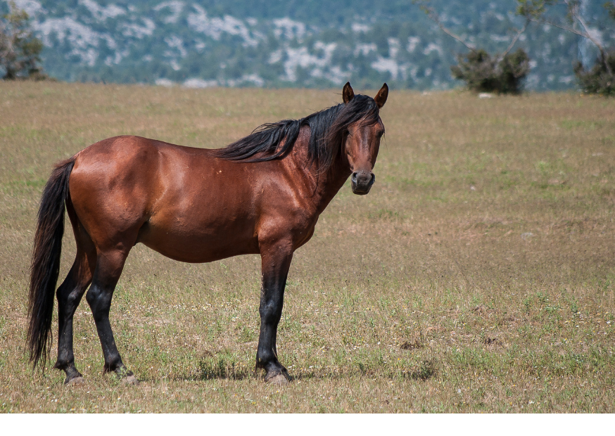 Super cena i kvalita - to je značka Premin!
