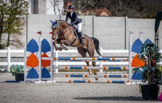BRUNO DU ROUET 🤎 BALUGA × EMILIA 20 (EMILION) One and only Bruno and his first jumps of season 2026! Rider:...